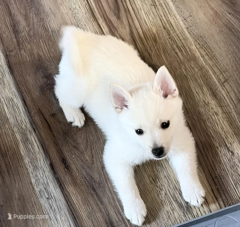 Akc blue male – Schipperke puppy for sale in Tulsa, OK