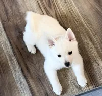 Akc blue male, a male Schipperke for sale in Tulsa, OK – 1 of 6