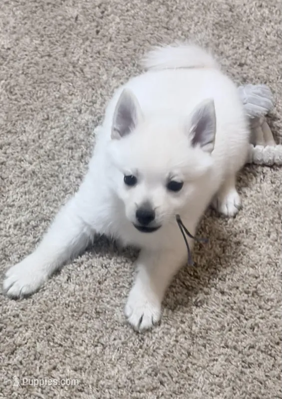 Akc blue male – Schipperke puppy for sale in Tulsa, OK