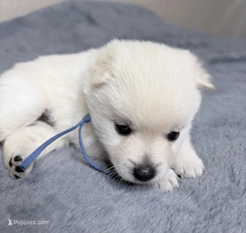 Akc blue male – Schipperke puppy for sale in Tulsa, OK