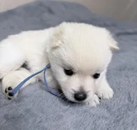 Akc blue male, a male Schipperke for sale in Tulsa, OK – Photo 1 of 3