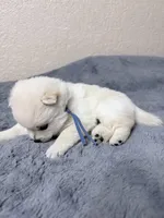 Akc blue male, a male Schipperke for sale in Tulsa, OK – Photo 3 of 3