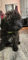 Hank, a male Yorkipoo for sale in Woodstock, GA – 5 of 6