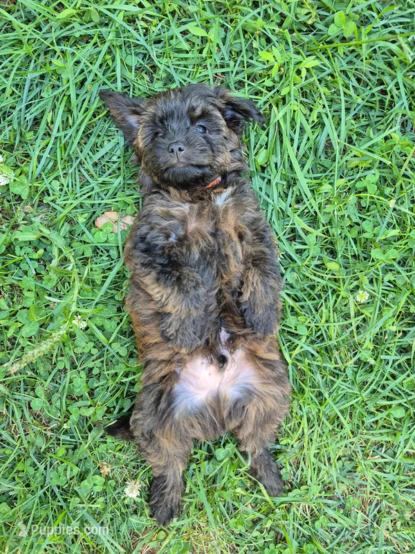 Riley – Yorkshire Terrier, Poodle - Toy  puppy for sale in Woodstock, GA