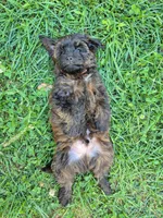 Riley, a male Yorkshire Terrier and Poodle - Toy  for sale in Woodstock, GA – 1 of 4