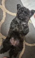 Violet, a female Yorkshire Terrier and Poodle - Toy  for sale in Woodstock, GA – 2 of 4