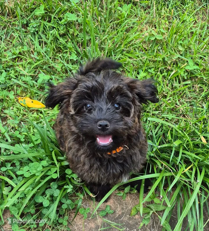 Riley – Yorkipoo puppy for sale in Woodstock, GA