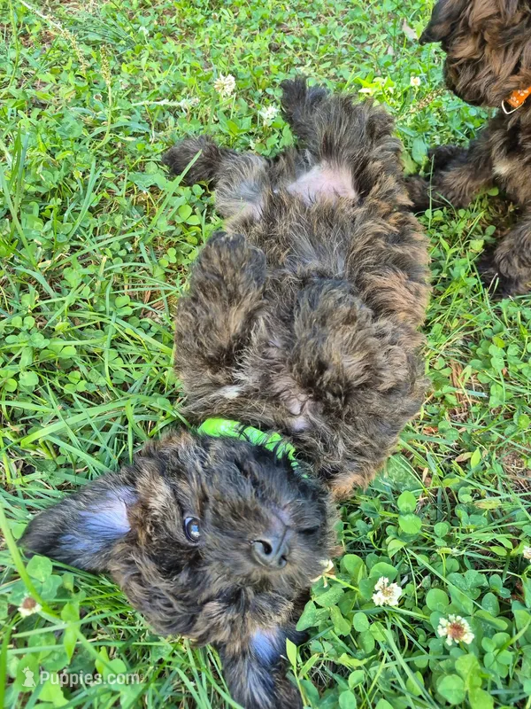 Hank – Yorkshire Terrier, Poodle - Toy  puppy for sale in Woodstock, GA