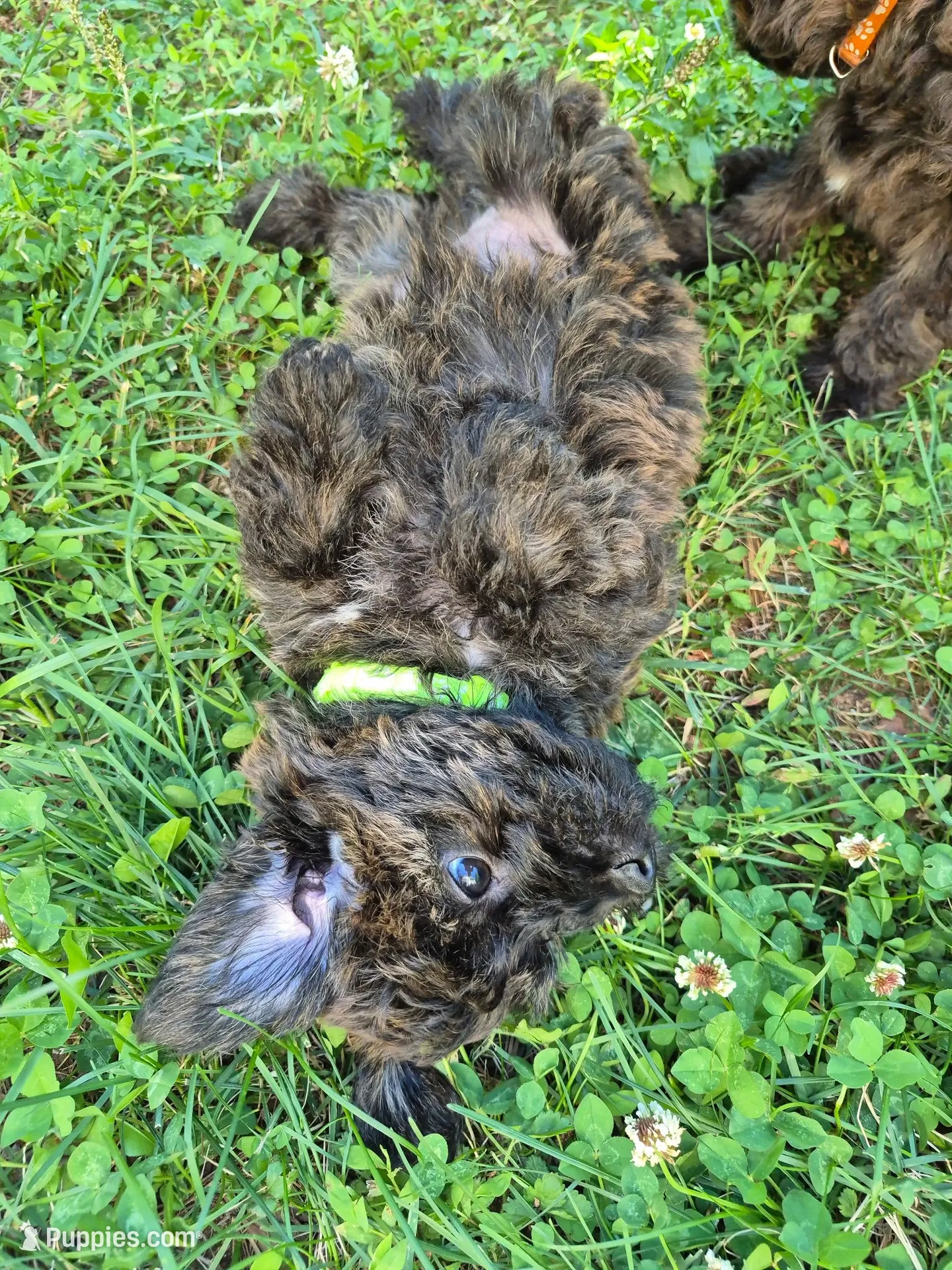 Hank, a male Yorkshire Terrier and Poodle - Toy  for sale in Woodstock, GA – 2 of 5