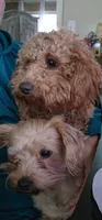 Riley, a male Yorkshire Terrier and Poodle - Toy  for sale in Woodstock, GA – 4 of 4