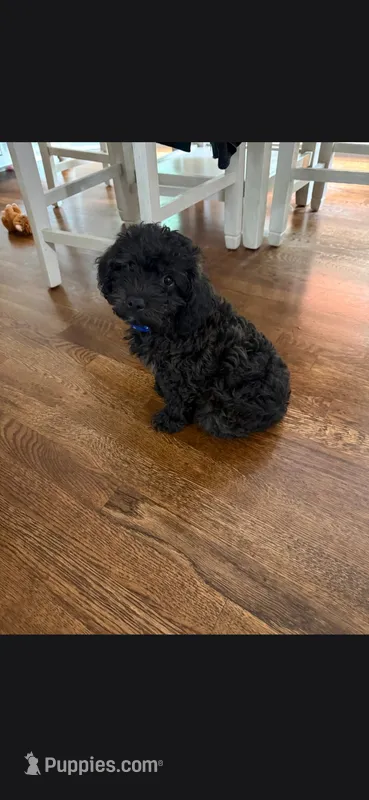 Doug – Yorkipoo puppy for sale in Woodstock, GA