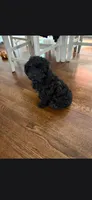 Doug, a male Yorkipoo for sale in Woodstock, GA – 2 of 2