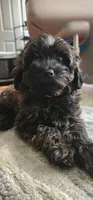 Riley, a male Yorkipoo for sale in Woodstock, GA – 6 of 6