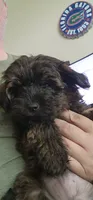 Riley, a male Yorkshire Terrier and Poodle - Toy  for sale in Woodstock, GA – 2 of 4