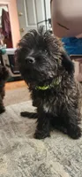 Hank, a male Yorkipoo for sale in Woodstock, GA – 6 of 6
