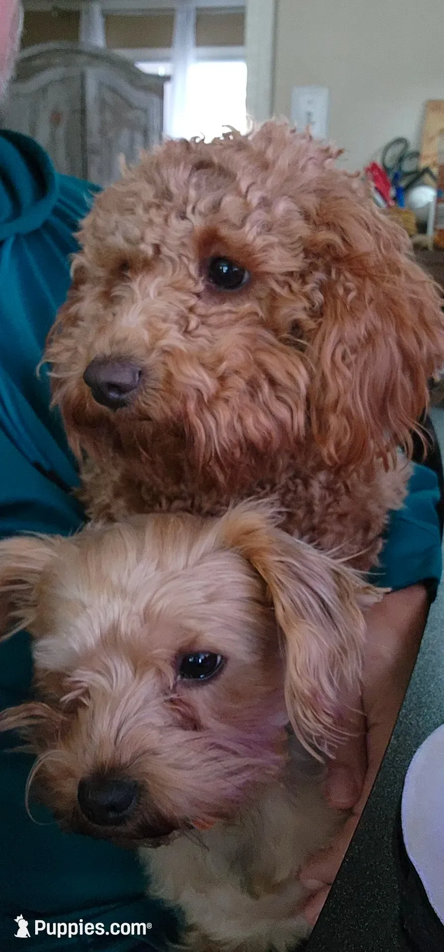 Hank, a male Yorkshire Terrier and Poodle - Toy  for sale in Woodstock, GA – 5 of 5