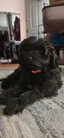 Riley, a male Yorkipoo for sale in Woodstock, GA – 5 of 6