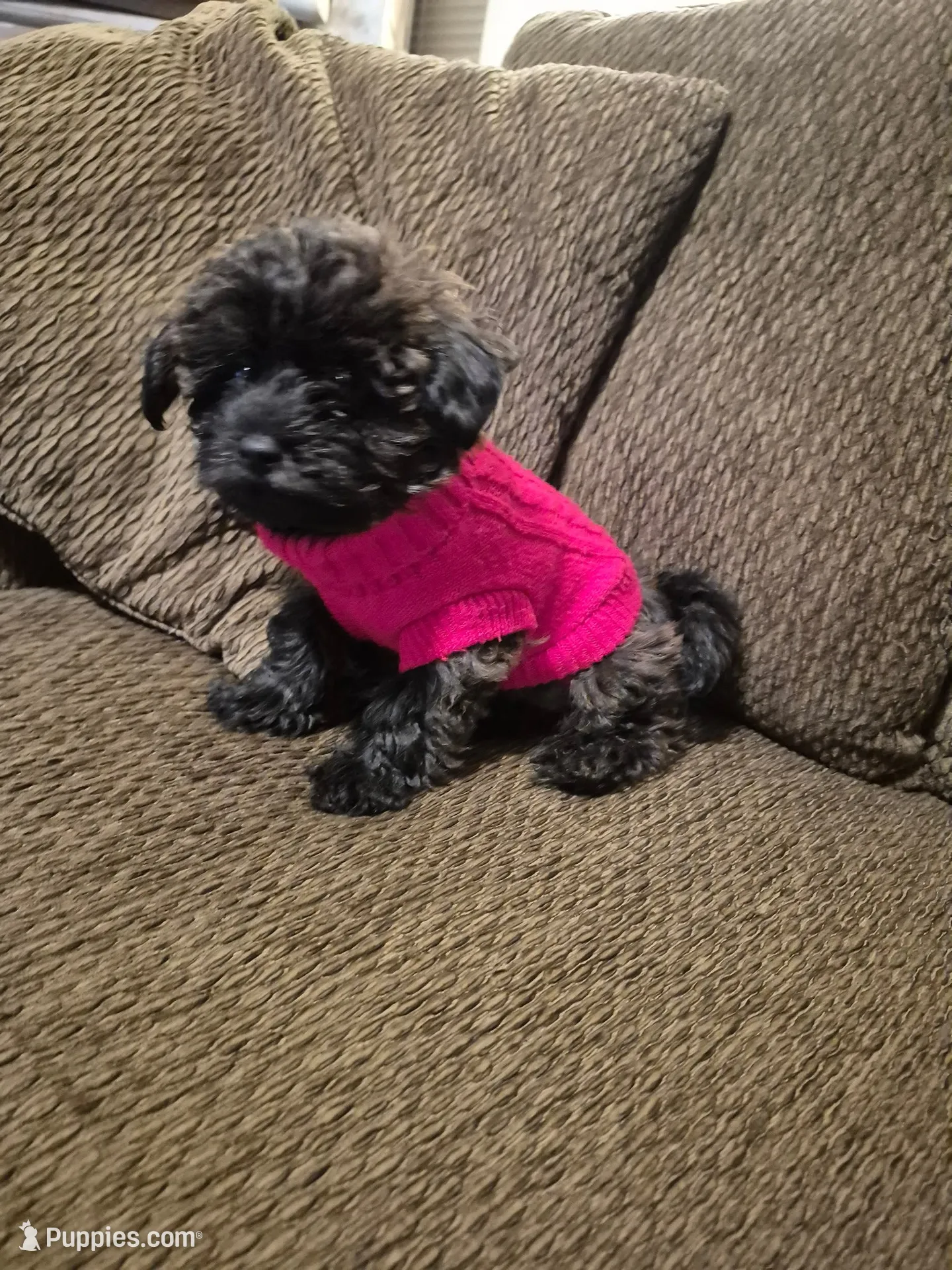 Violet, a female Yorkshire Terrier and Poodle - Toy  for sale in Woodstock, GA – 1 of 4
