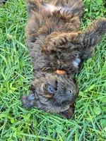 Riley, a male Yorkshire Terrier and Poodle - Toy  for sale in Woodstock, GA – 3 of 4
