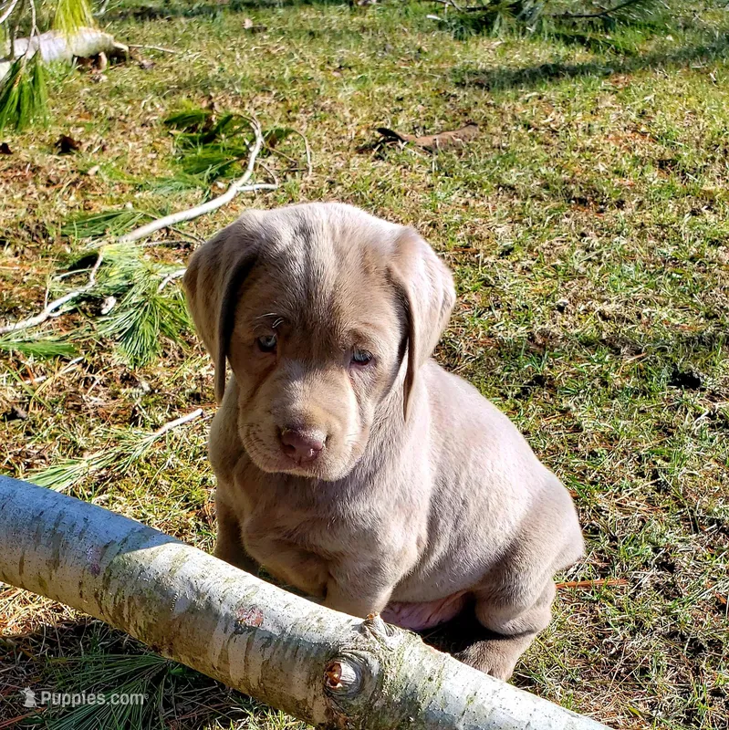 Jake – Labrador Retriever puppy for sale in Beaverton, MI