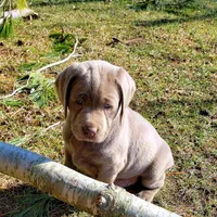 Jake, a male Labrador Retriever for sale in Beaverton, MI – Photo 1 of 4