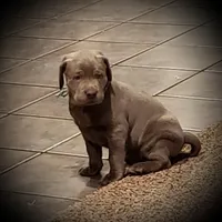 Jake, a male Labrador Retriever for sale in Beaverton, MI – Photo 4 of 4