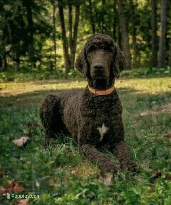 Sailor- phantom – Poodle - Standard  puppy for sale in Union, WV