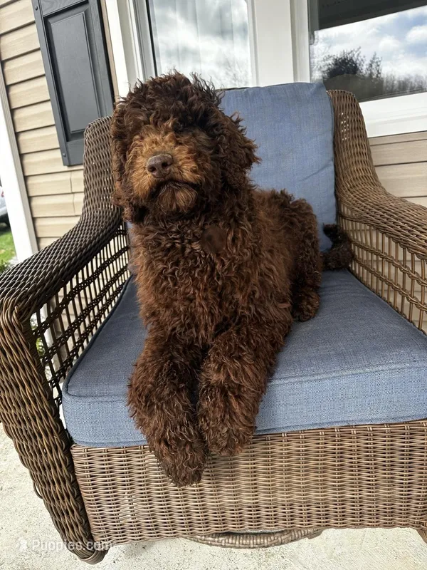 Fancy – Poodle - Standard  puppy for sale in Union, WV