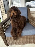 Fancy, a female Poodle - Standard  for sale in Union, WV – Photo 1 of 3