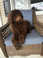 Fancy, a female Poodle - Standard  for sale in Union, WV – Photo 2 of 3