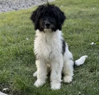 Skylar , a female Bernedoodle for sale in Union, WV – 2 of 3