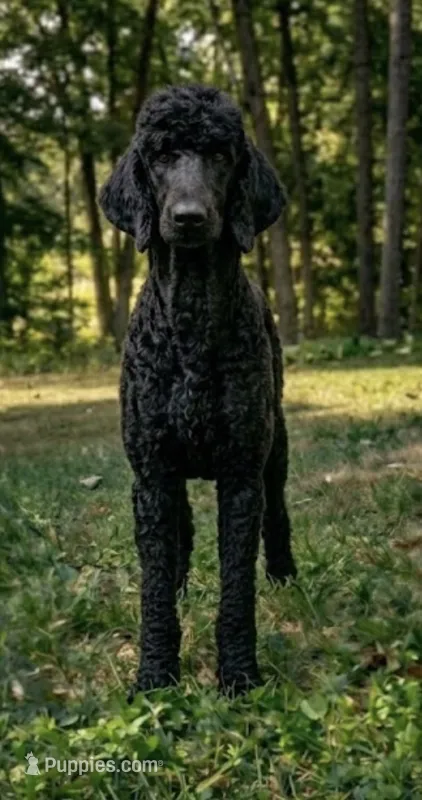 Macy  – Poodle - Standard  puppy for sale in Union, WV
