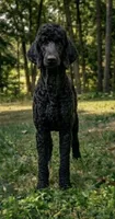 Macy , a female Poodle - Standard  for sale in Union, WV – 1 of 3