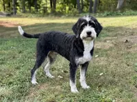 Sadie , a female Bernedoodle for sale in Union, WV – 1 of 3