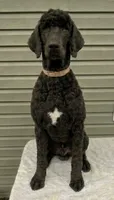 Sailor- phantom, a male Poodle - Standard  for sale in Union, WV – 3 of 3