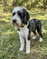 Gwen , a female Sheepadoodle for sale in Union, WV – 2 of 3