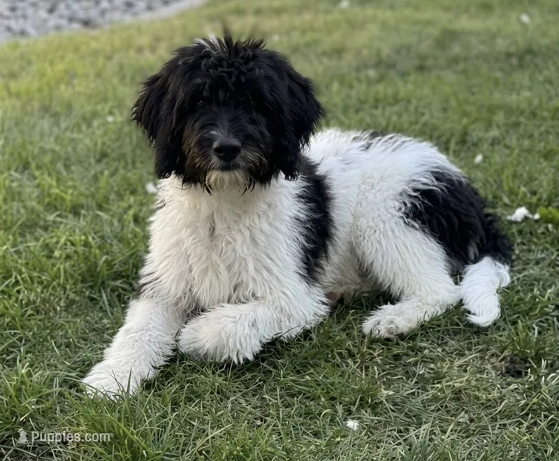 Skylar  – Bernedoodle puppy for sale in Union, WV