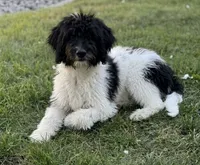 Skylar , a female Bernedoodle for sale in Union, WV – 1 of 3