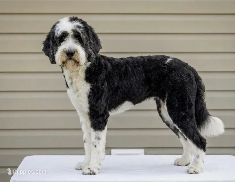 Gwen  – Sheepadoodle puppy for sale in Union, WV