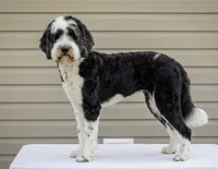 Gwen , a female Sheepadoodle for sale in Union, WV – 1 of 3