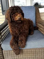 Fancy , a female Poodle - Standard  for sale in Union, WV – Photo 3 of 3