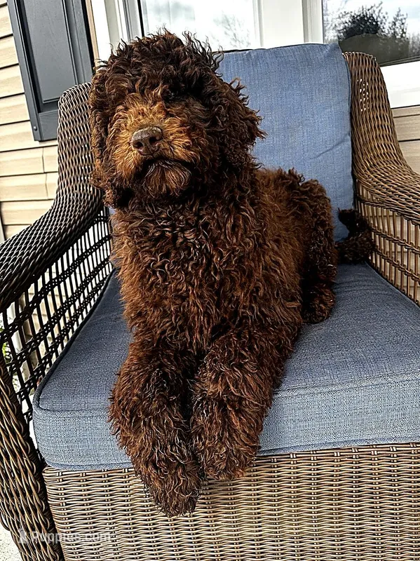 Fancy  – Poodle - Standard  puppy for sale in Union, WV
