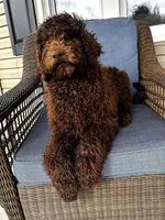 Fancy , a female Poodle - Standard  for sale in Union, WV – Photo 2 of 3