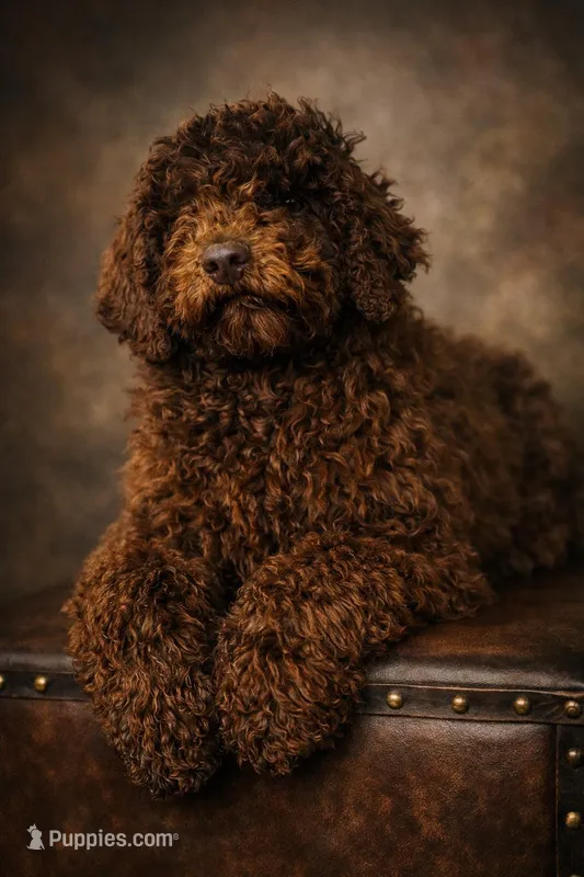 Fancy  – Poodle - Standard  puppy for sale in Union, WV