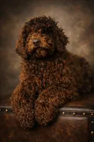 Fancy , a female Poodle - Standard  for sale in Union, WV – Photo 1 of 3