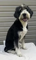 Sadie , a female Bernedoodle for sale in Union, WV – 3 of 3