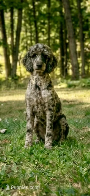 Gemma – Poodle - Multi-Colored Standard puppy for sale in Union, WV