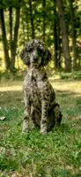 Gemma, a female Poodle - Multi-Colored Standard for sale in Union, WV – 1 of 4