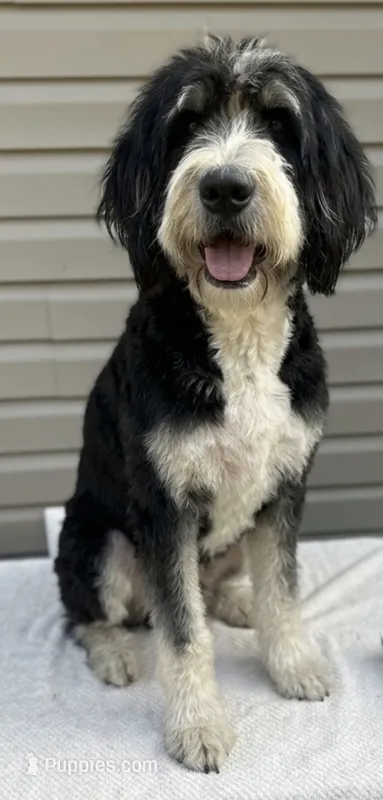 Sadie  – Bernedoodle puppy for sale in Union, WV