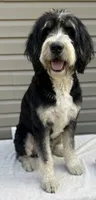 Sadie , a female Bernedoodle for sale in Union, WV – 2 of 3